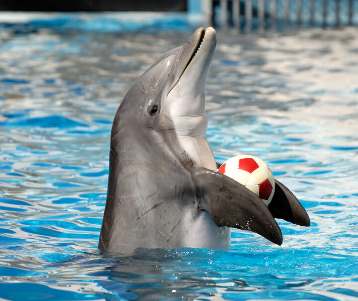 Pokaz delfinów w Hurghadzie – Wspaniałe show z delfinami