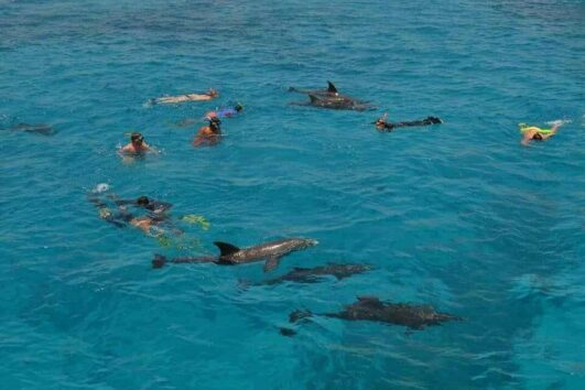 Dolphin House Tour from Hurghada – Snorkeling & Marine Adventure