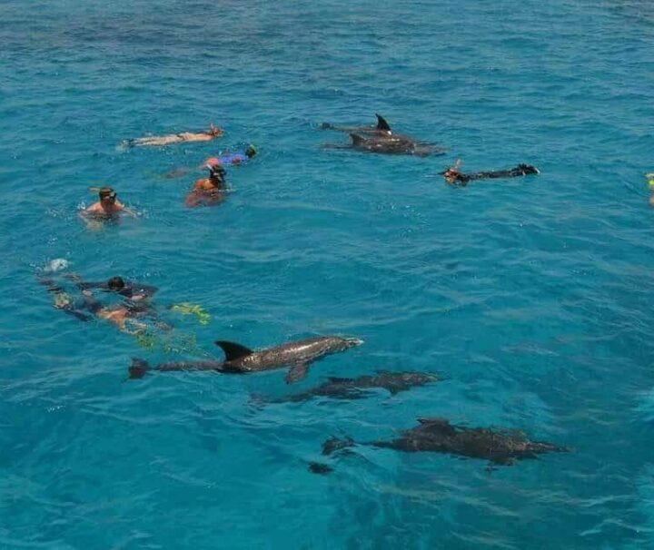 Dolphin House Tour from Hurghada – Snorkeling & Marine Adventure