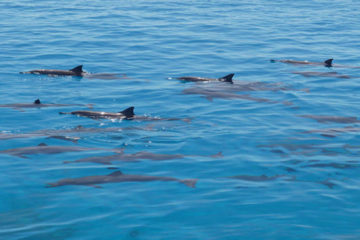 Dolphin House from Hurghada