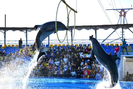 Hurghada Dolphin Show – Transfer & Entrance Ticket