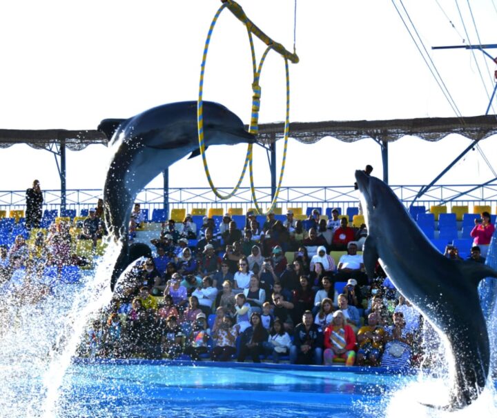 Hurghada Dolphin Show – Transfer & Entrance Ticket