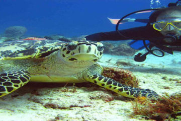 Ras Mohammed and white Island Snorkeling Trip