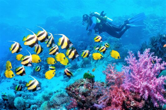 Red Sea Diving from Hurghada – Scuba Adventure in Hurghada
