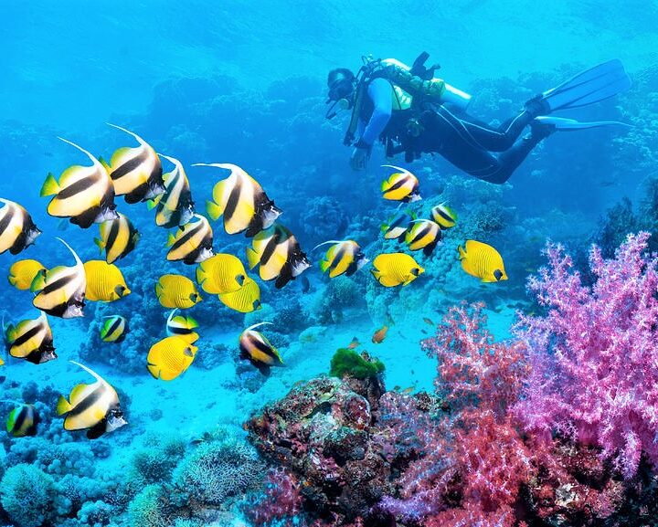Red Sea Diving from Hurghada – Scuba Adventure in Hurghada