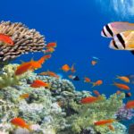 Excursions from Sharm el sheikh