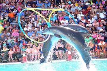 Dolphin Show in Sharm El Sheikh