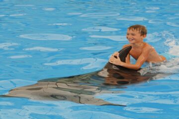 Swimming with Dolphins in Sharm El Sheikh