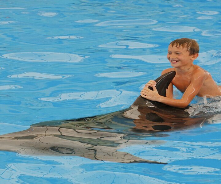 Swimming with Dolphins in Sharm El Sheikh