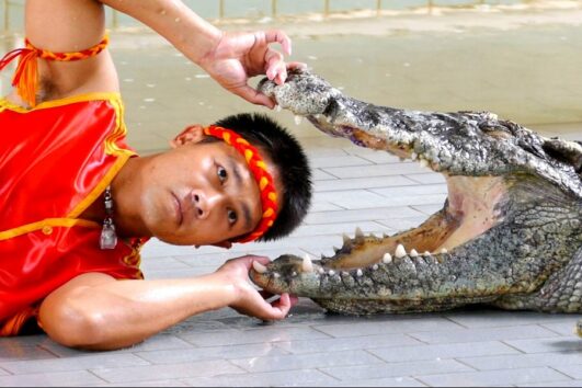 Crocodile & snake show in Sharm Elsheikh