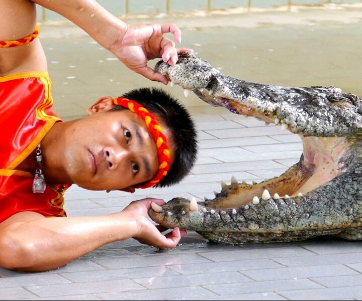 Crocodile & snake show in Sharm Elsheikh